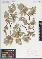 Foto von Salix lanata L.